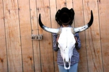 Tête de vache Texane taille S  
de moins de 80 cm  d’Envergure    
