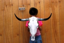 Tête de vache Texane taille M  
de 80  à 95 cm  d’Envergure    