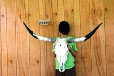Tête de vache Texane taille L  
de 90 cm à 120 cm d’Envergure      