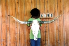 Tête de vache Texane taille XXL  
de plus de 140 cm d’Envergure  