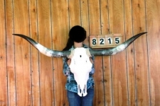 Tête de vache Texane taille XXXL  
de 165 cm d’Envergure ENVIRON  