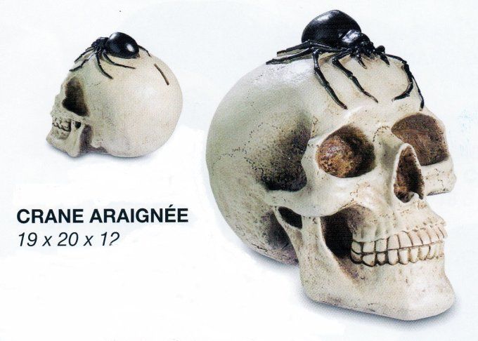 Crâne têtede mort Araignée