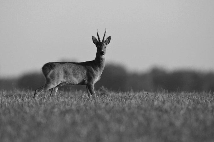 Monoculaire digital night vision IR – Luna Optics