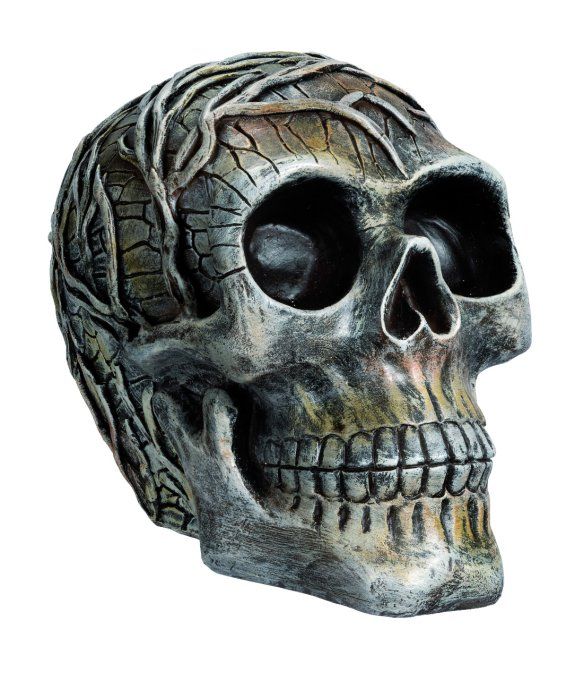 Crane tête de mort Racine