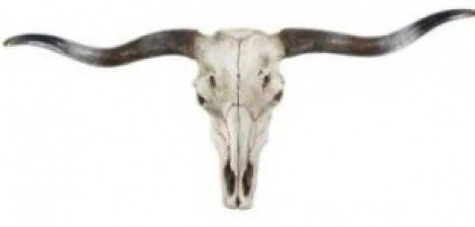 Crane de Vache résine longues cornes